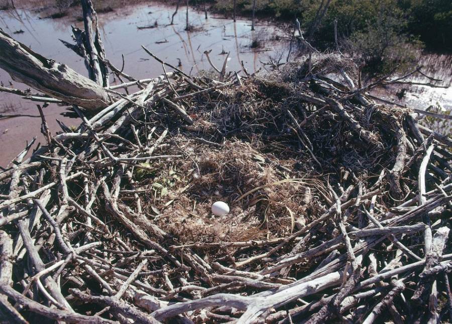 Their nests. Гнездо орлана. Гнездо орлана во Флориде. Гигантское гнездо птицы на земле.