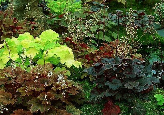 Узнайте подробнее о гейхере, особенностях ее выращивания в условиях домашнего сада