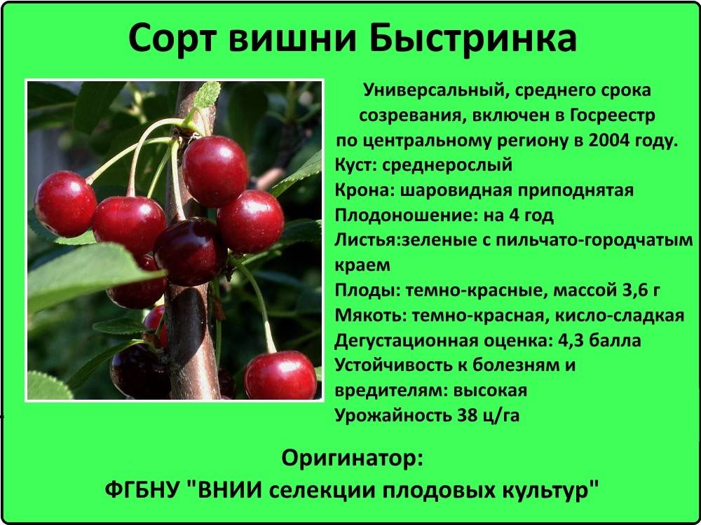 Сорта черешни для средней полосы россии: описание с фото, посадка и выращивание