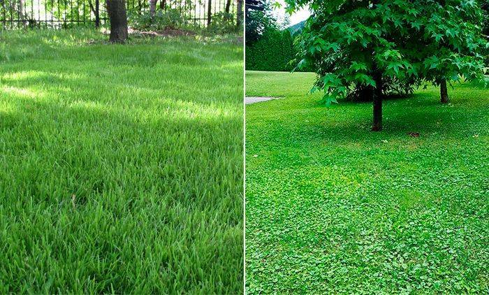 Газонная трава, которая уничтожает сорняки и ее агротехника