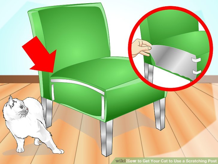 10 способов отучить кошку драть обои и мебель