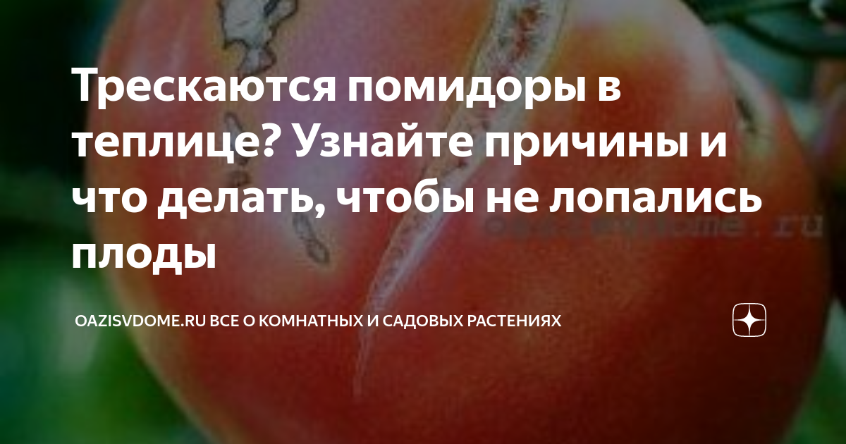Почему трескаются помидоры в теплице: узнайте за 5 минут
