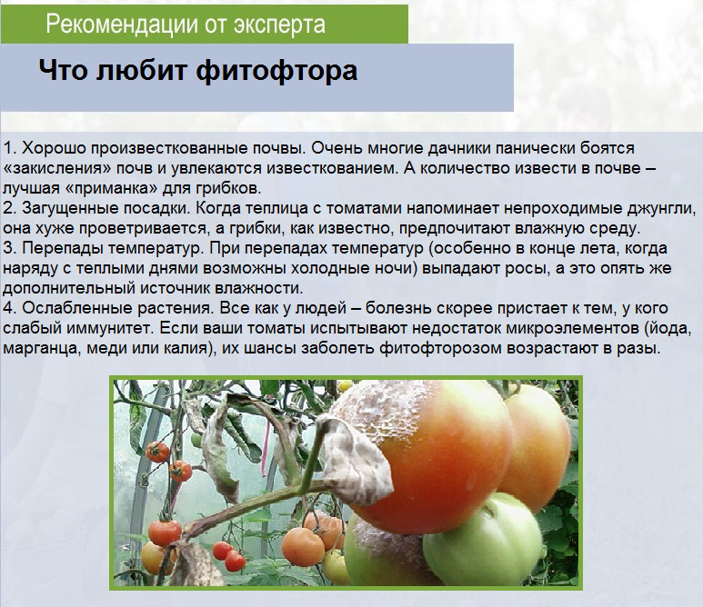 Фитофтора на помидорах: как бороться народными средствами в огороде, в теплице