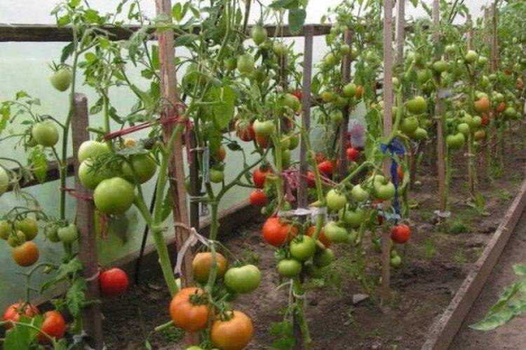 [инструкция] как подвязывать помидоры | (фото & видео)