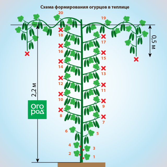 Схема посадки огурцов кураж