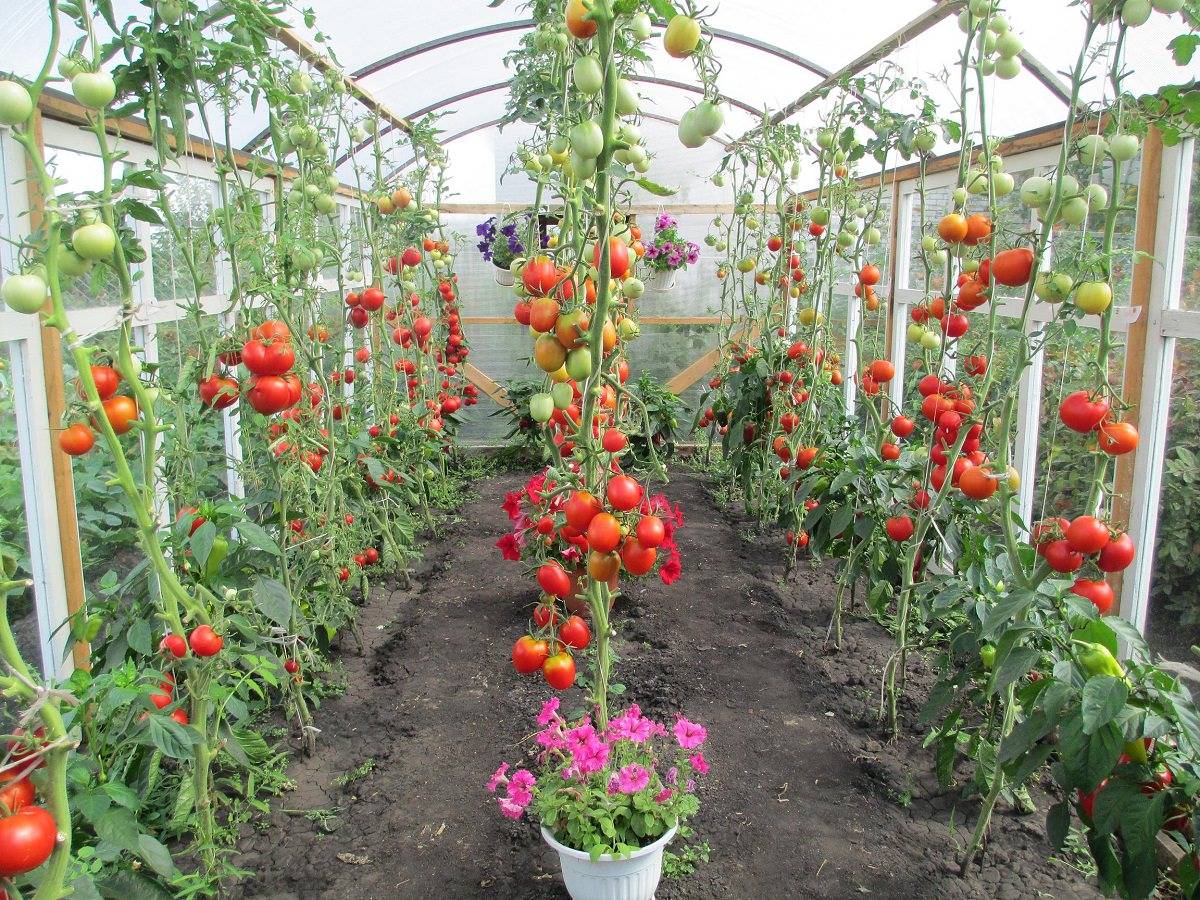 помидоры в теплице для начинающих фото
