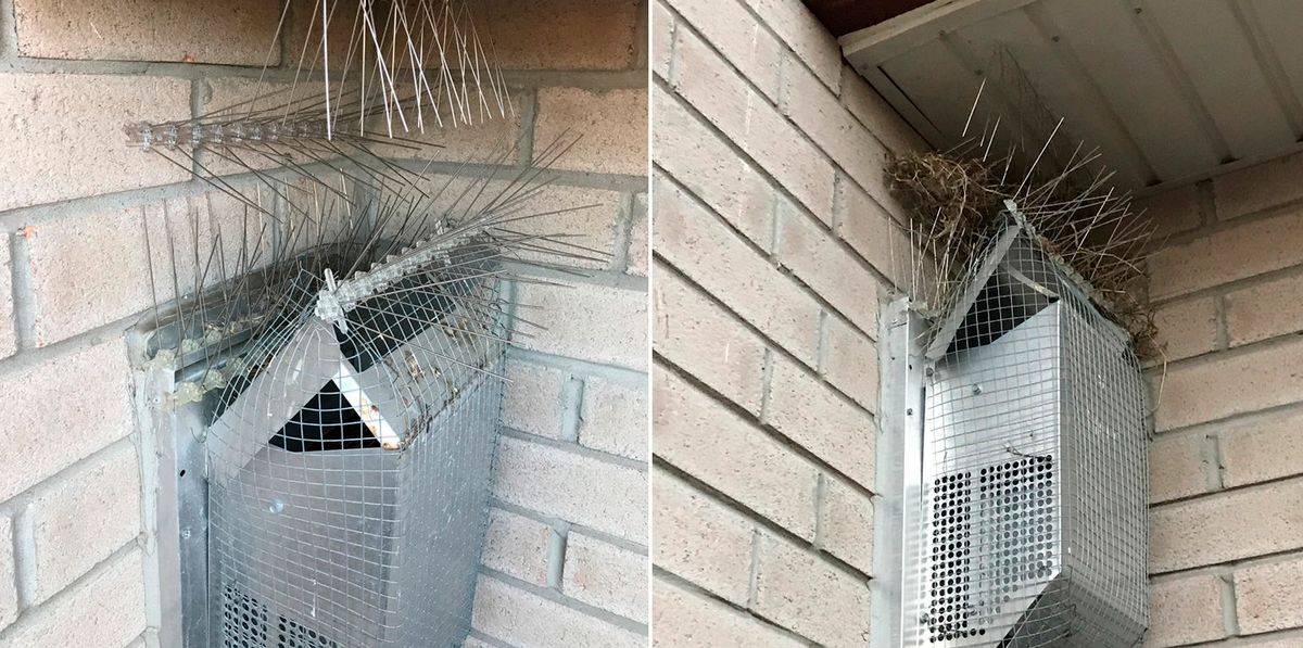 Как избавиться от голубей на балконе и подоконнике