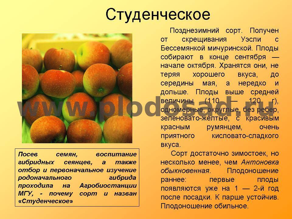 Сладкое счастье: подборка ранних сортов яблонь для разных регионов России