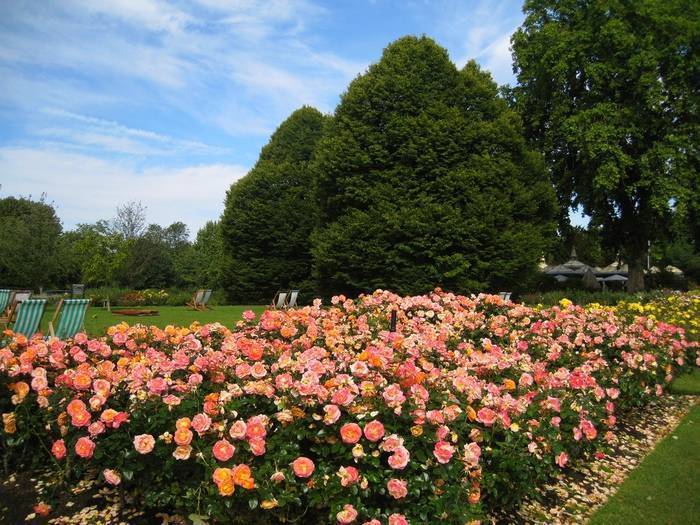 Парковые розы: топ-17 лучших сортов для сада | 100+ фото
