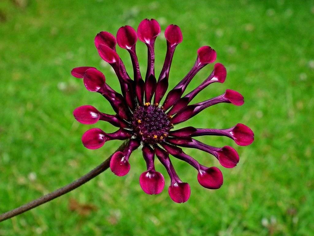 Капская ромашка остеоспермум — неприхотливое растение для сада