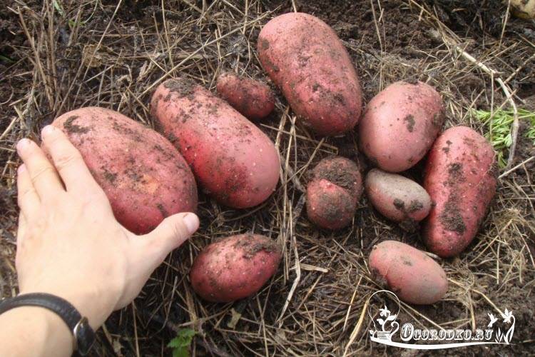 Выращивание картофеля ред скарлетт – более 300 кг с одной сотки
