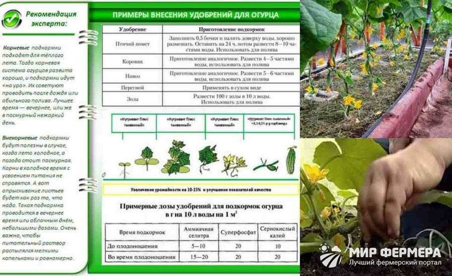 Схема удобрения огурцов в открытом грунте