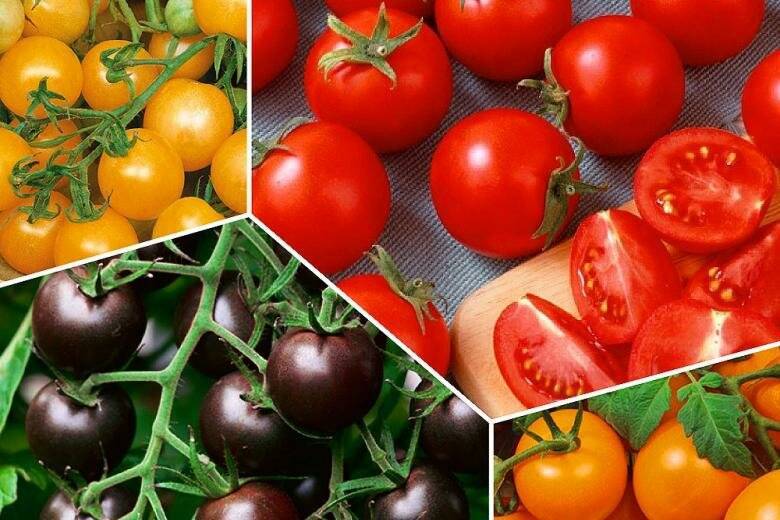 Самоопыляемые сорта томатов: преимущества, сорта, выращивание и уход