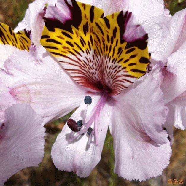 Альстромерия (50 фото): яркая и привлекательная лилия инков