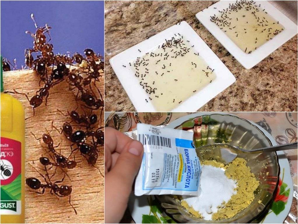 Как избавиться от муравьёв в доме или квартире: все существующие способы — domovod.guru