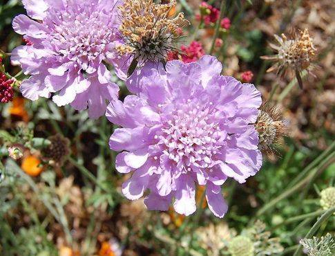 Скабиоза цветок. описание, особенности, виды и уход за скабиозой