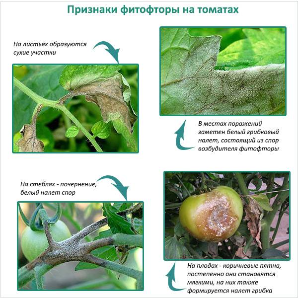 Фитофтора на помидорах [чем обработать, профилактика, устойчивые сорта томатов] | сад и огород
