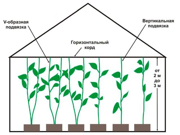 Схема посадки баклажан в теплице расстояние между рядами