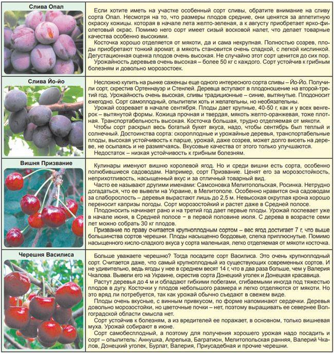 Популярные сорта вишни для средней полосы россии