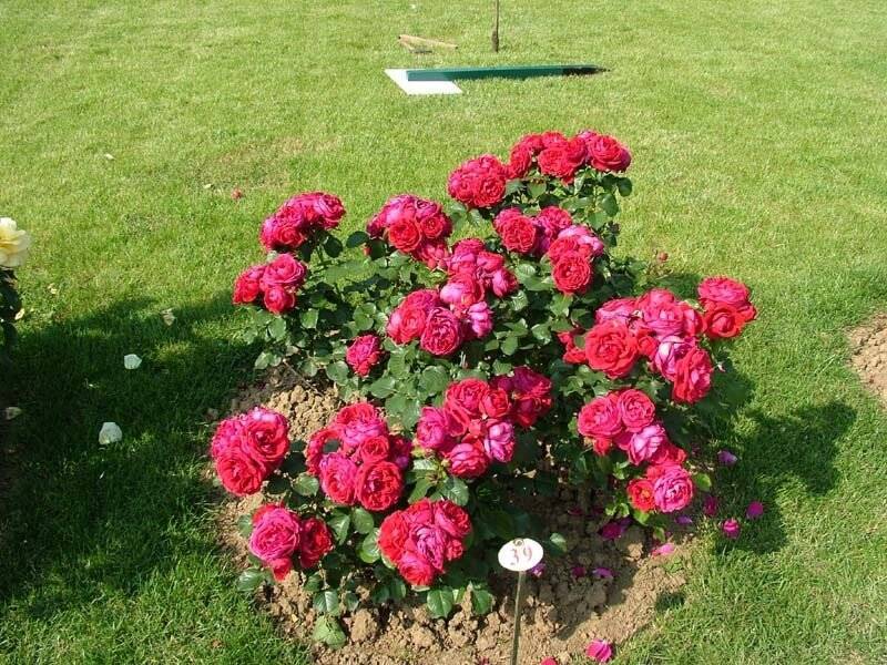 Розы в ландшафтном дизайне сада, в том числе плетистые, почвокровные и прочие, идеи с фото, сочетание с другими цветами