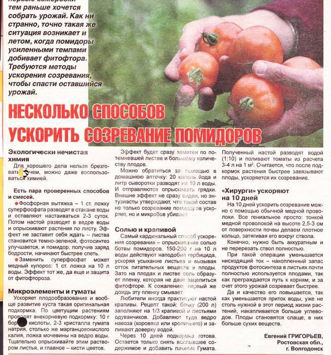 Как ускорить созревание плодов томатов в теплице и открытом грунте, что делать и как дозаривать