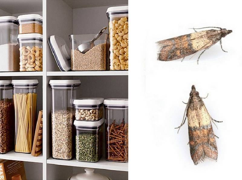 Средства от моли (бабочек и личинок) в квартире: народные и химические + отзывы