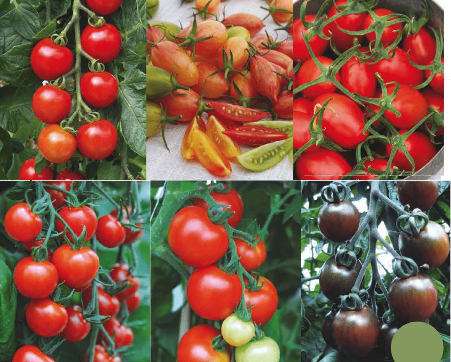 Выбор лучших сортов томатов для теплиц из поликарбоната.