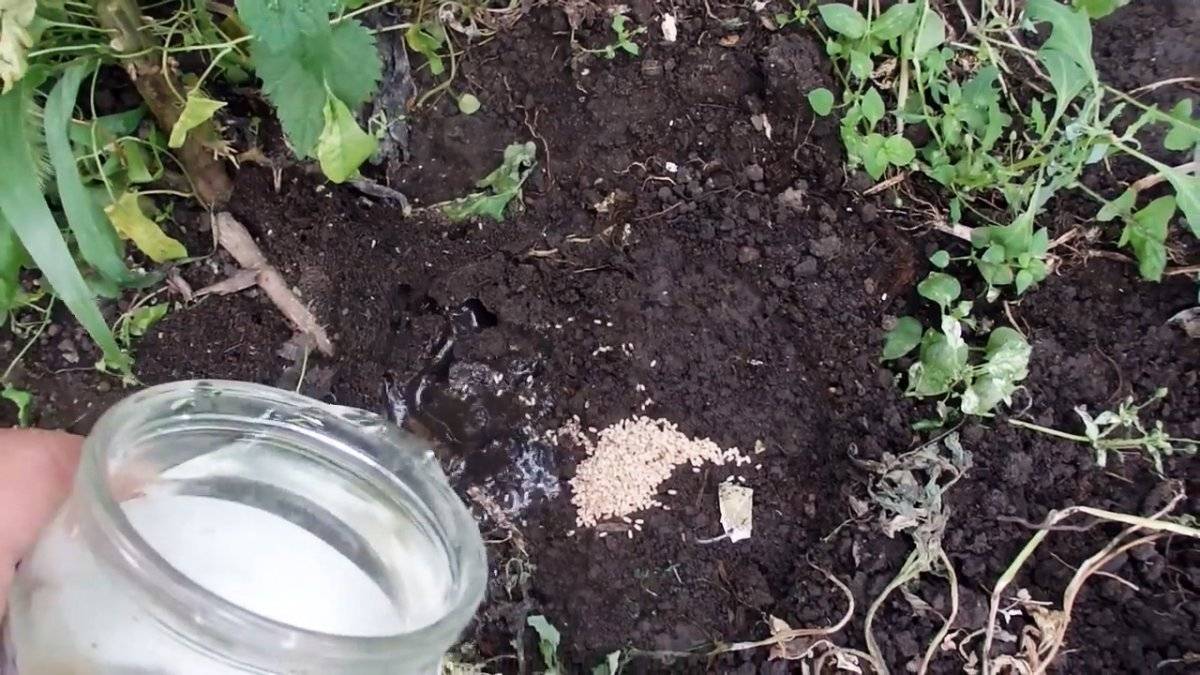 Как избавиться от муравьев на участке? в огороде, в саду, в теплице. народные средства. фото — ботаничка