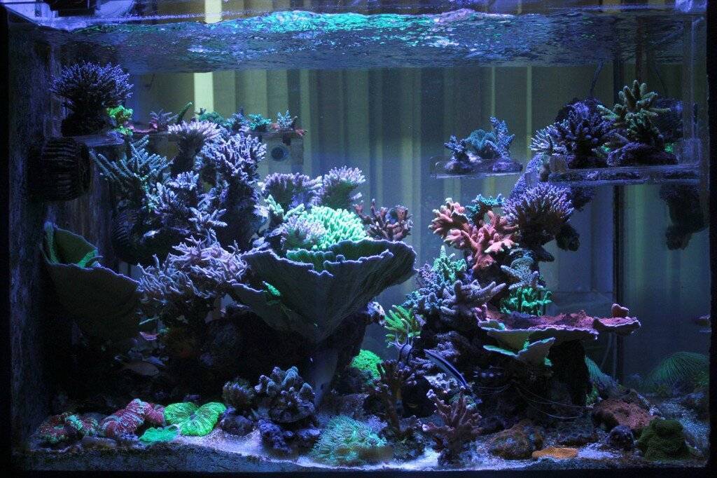 Как украсить аквариум в домашних условиях своими руками