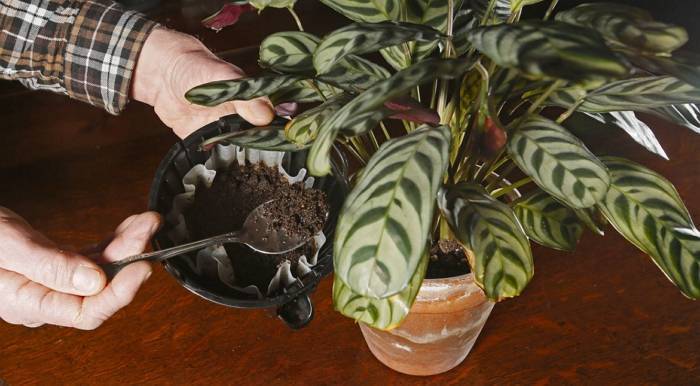 Маранта: родина комнатного растения, как ухаживать, 5 лучших видов