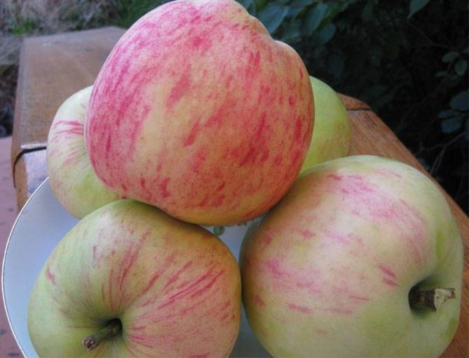 Иммунные сорта яблонь: для подмосковья и не только, устойчивые к парше