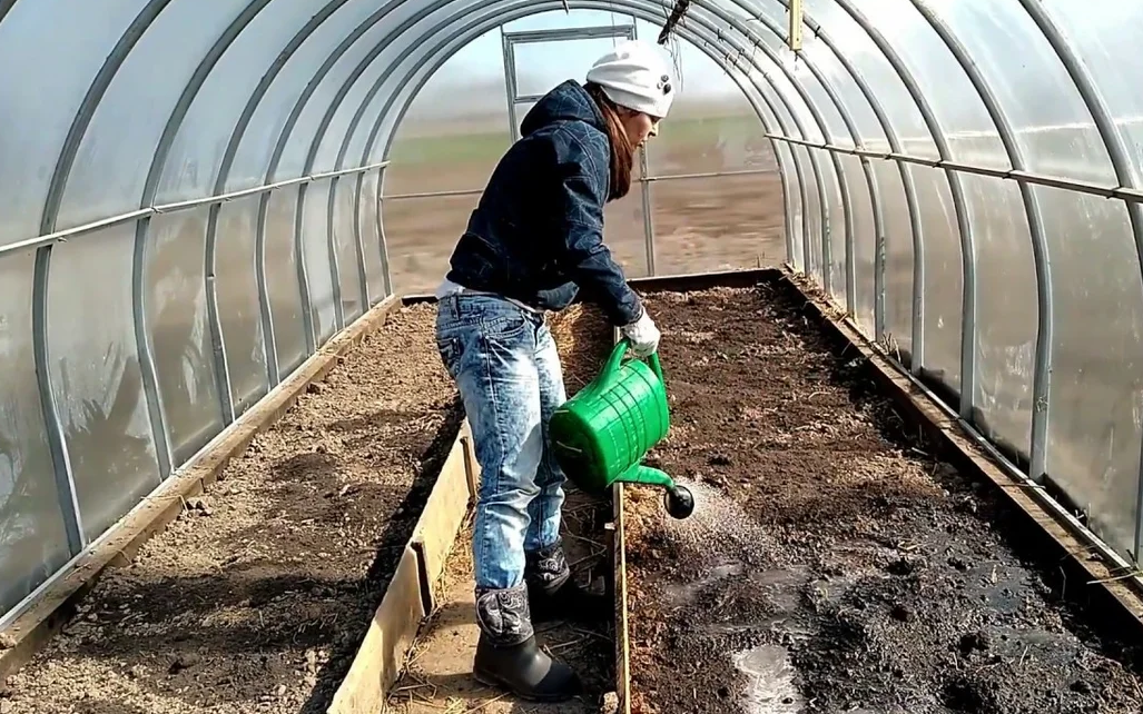 Обработка теплицы весной без замены почвы: 5 простых правил, биопрепаратами, народные средства