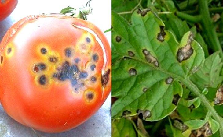 Топ-10 главных болезней томатов – симптомы и причины, +38 фото