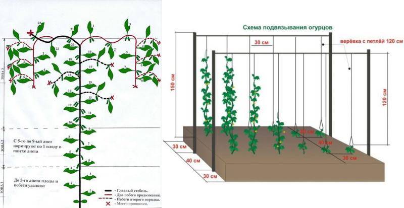 Фасоль стручковая схема посадки