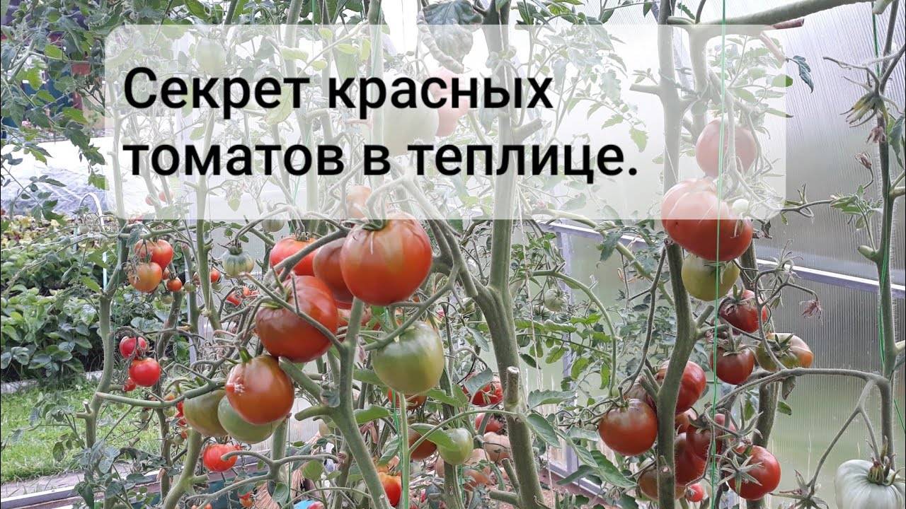Что сделать, чтобы помидоры быстрее краснели (сорванные, на кусте): чем полить и подкормить, оптимальные условия хранения