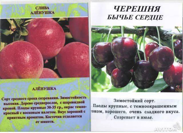 Сорта вишен для средней полосы россии с фото и описанием