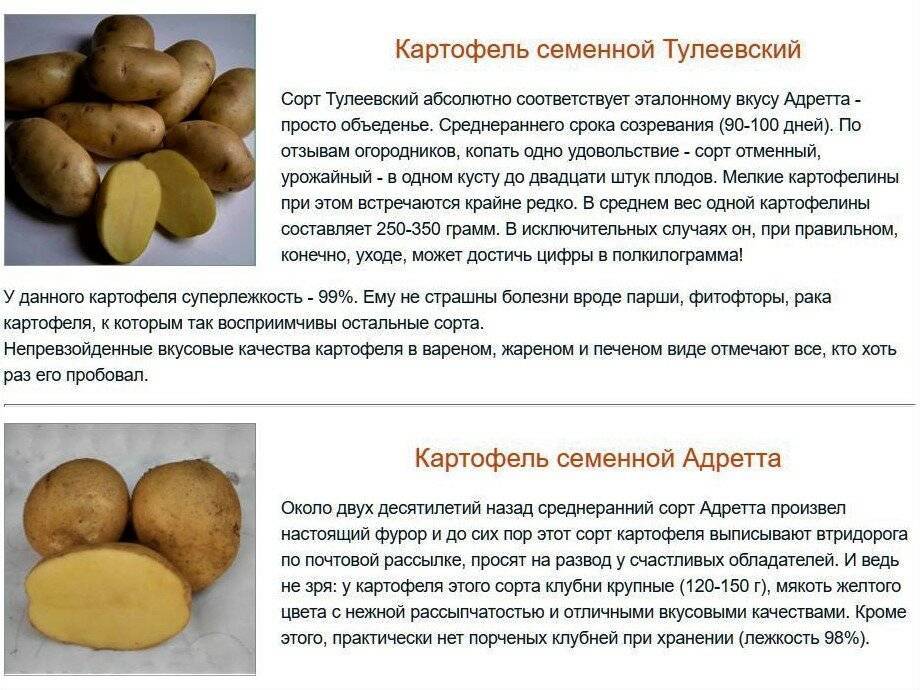 Картофель: два урожая за один короткий сезон в сибири