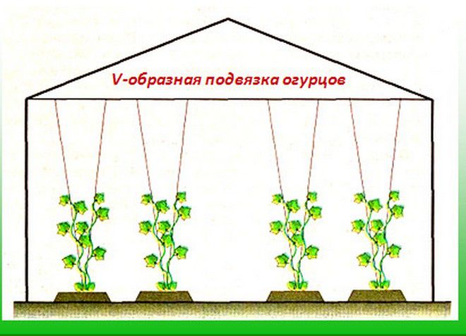 Как посадить огурцы в теплице правильно — как правильно сажать огурцы в теплице — про огород
