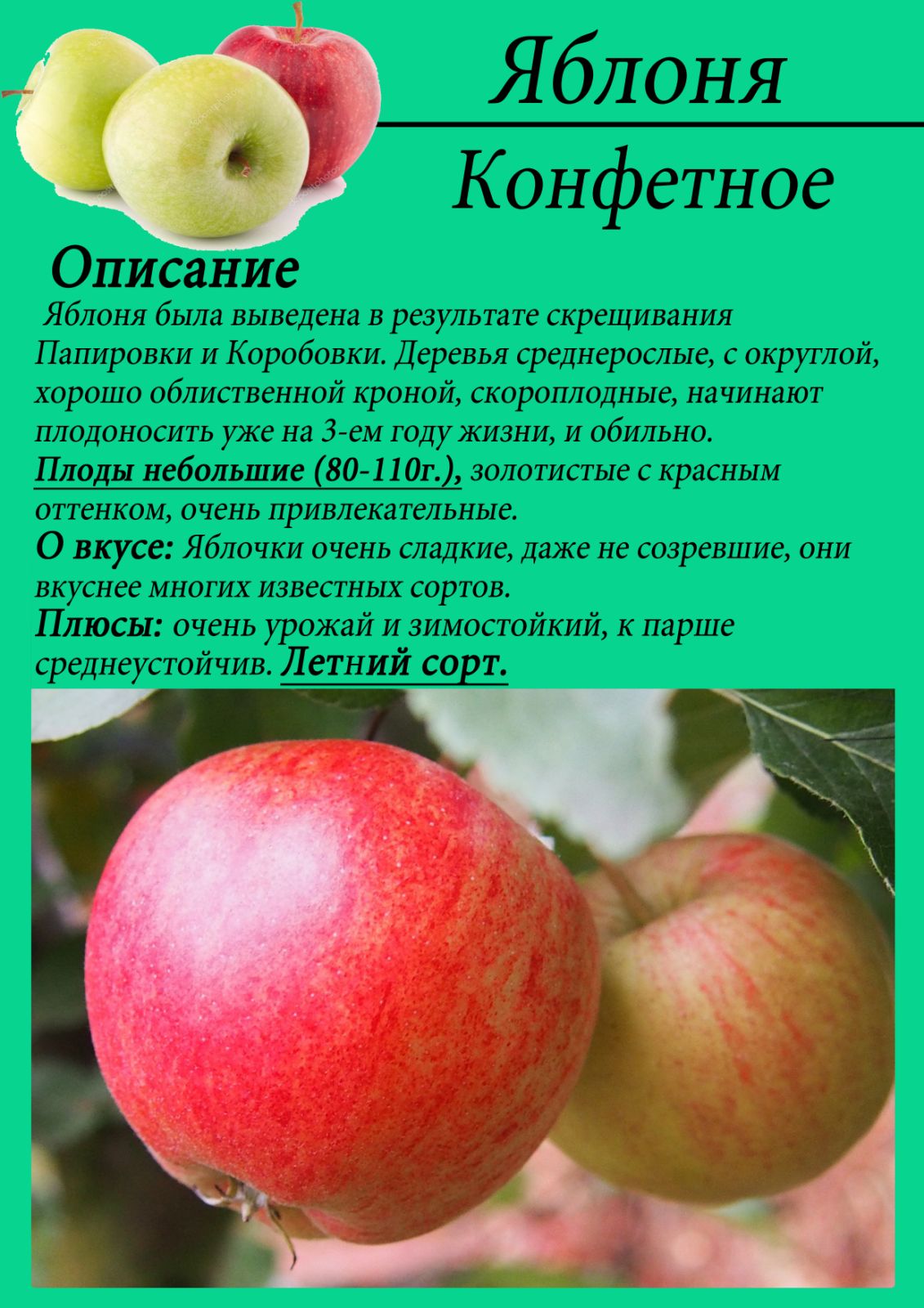 Летние сорта яблок - дачная жизнь