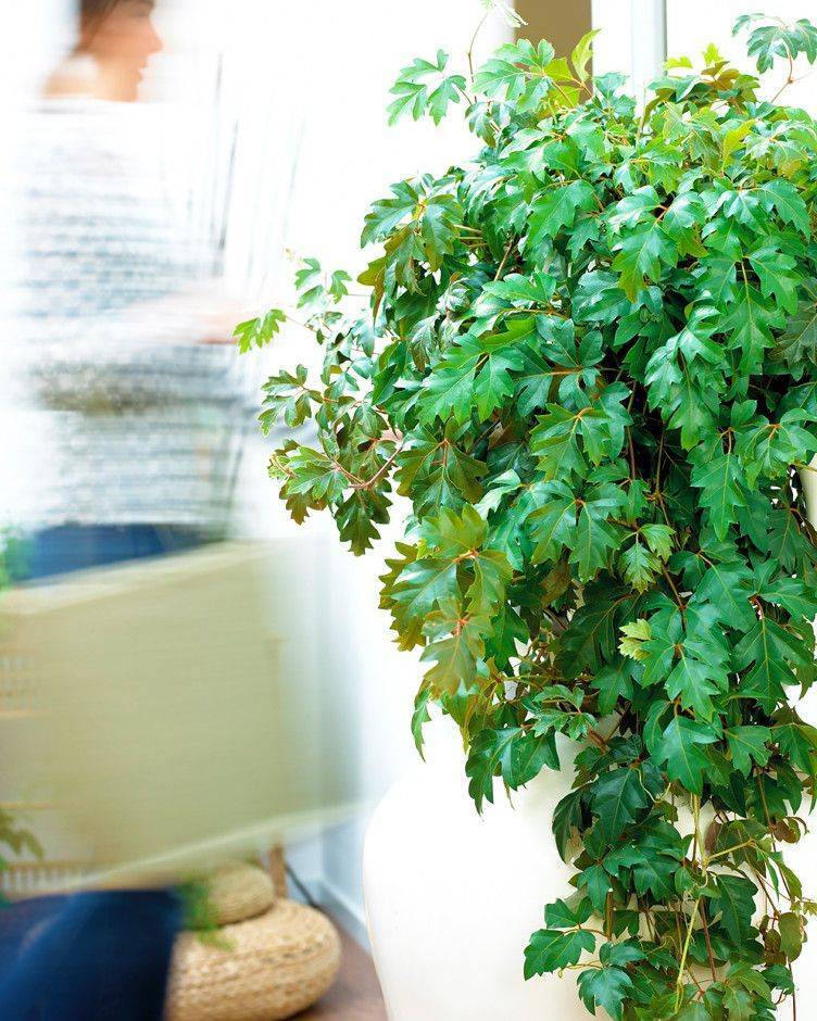 Вьющиеся домашние растения – декоративные лианы в вашем интерьере