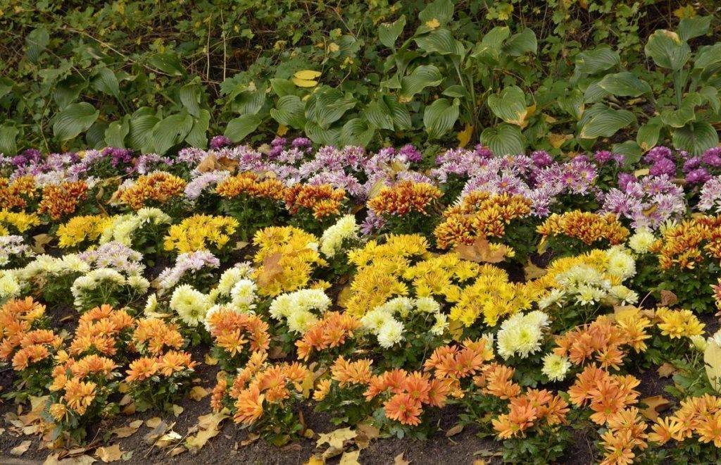 Лучшие осенние цветы — однолетники и многолетники: названия, фотографии, краткое описание
