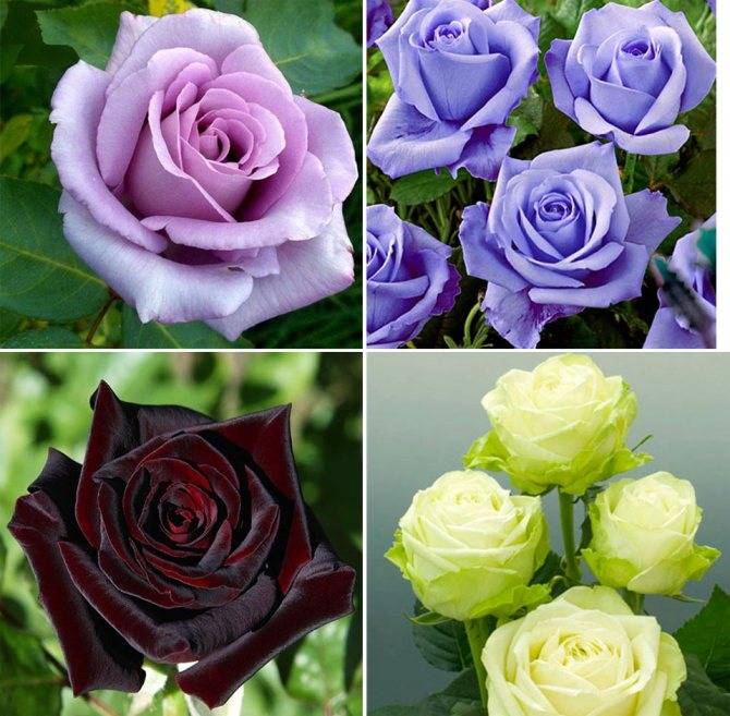 Чайно-гибридные розы: сорта, уход, обрезка