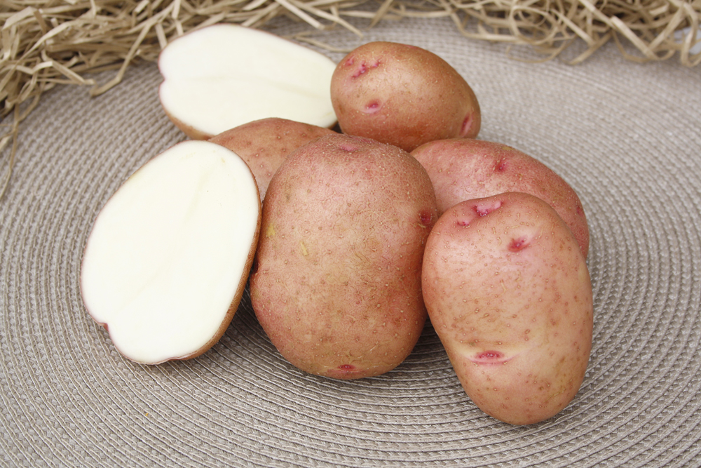 Картофель красавчик: характеристика, посадка и уход