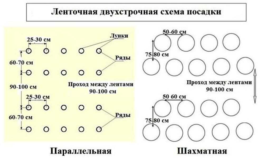 На каком расстоянии сажать помидоры в теплице: правила посадки