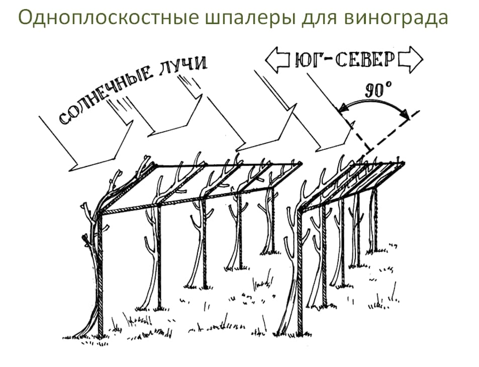 План посадки винограда