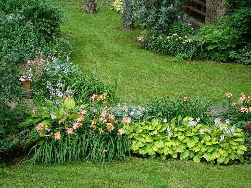 Цветок хоста — уход и выращивание в саду, на дачном участке