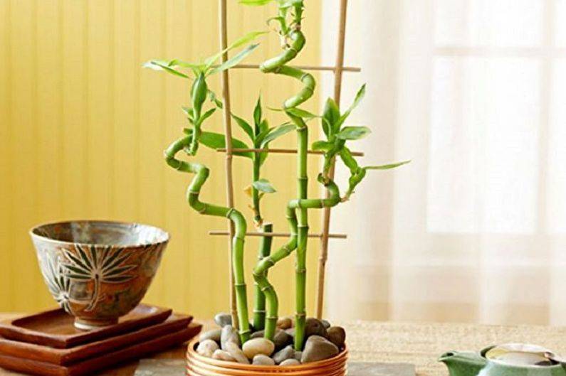 Бамбук: виды и посадка, как вырастить комнатный бамбук, сорта с фото, особенности, посадка и уход в открытом грунте, размножение