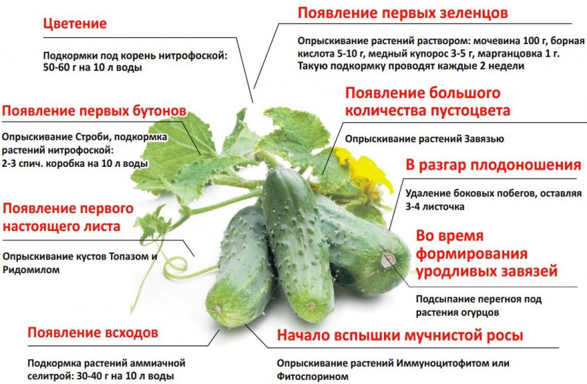 Подкормка огурцов в теплице: средства и народные рецепты