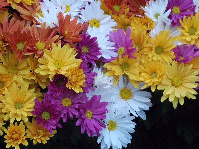ᐉ осенние цветы в саду: 65 фото с названиями - dachnyi-uchastok.ru