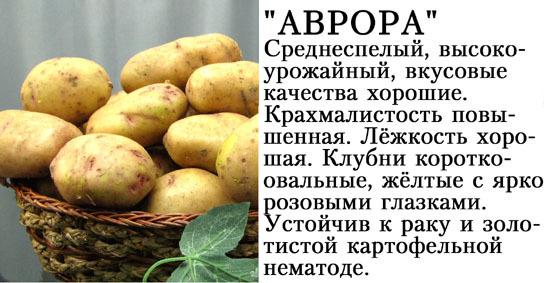 Картофель для сибири: лучшие сорта, описание, посадка, технология культивирования, способы увеличения урожайности, роль сидератов, отзывы